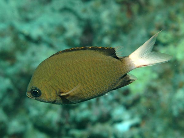 Chromis pembae